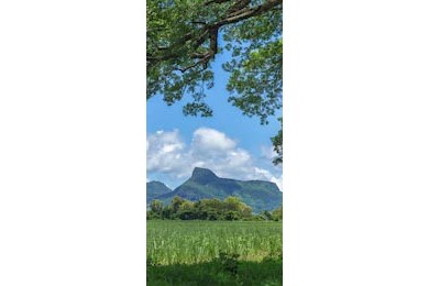 Вид на горы и поля сахарного тростника на Маврикии