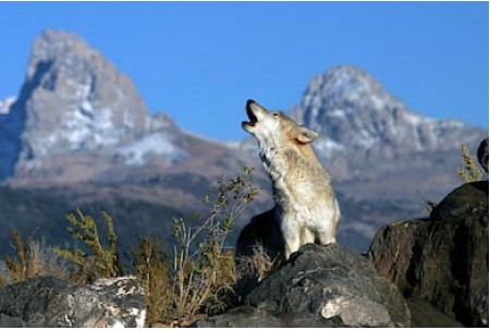  Воющий серый волк в горах