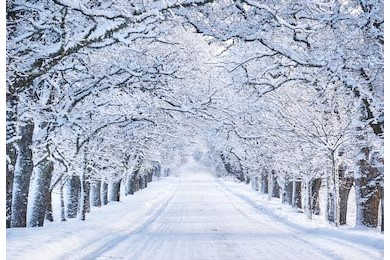 Аллея с белоснежными деревьями покрытыми снегом