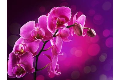 Веточка с орхидеями клонится на розовом фоне