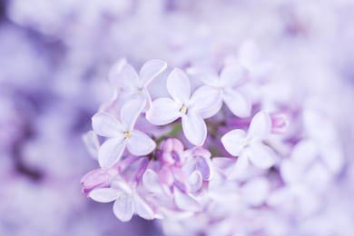 Нежно фиолетовая композиция цветов сирени Нежно фиолетовая композиция цветов сирени