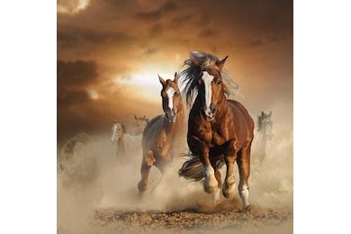 Дикие лошади бегают вместе оставляя за собой пыль