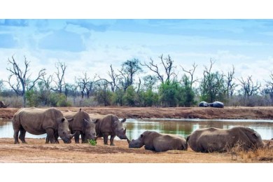 Белые носороги отдыхают у воды в Национальном парке