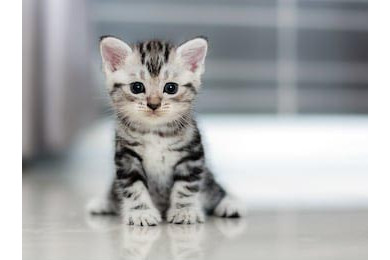 Симпатичный американский короткошерный котенок