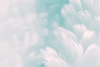 Белые пушистые перья на бледно-синем фоне