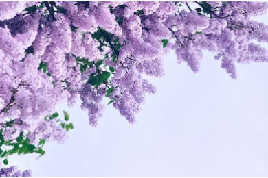 Распустившийся куст сирени на фоне голубого неба Распустившийся куст сирени на фоне голубого неба