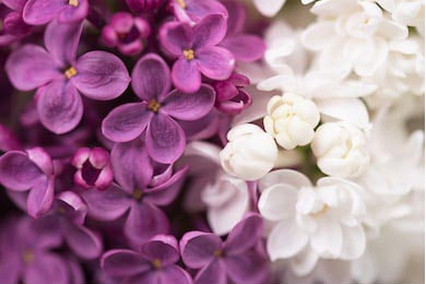 Сиреневый цветок на фоне зеленых листьев Сиреневый цветок на фоне зеленых листьев