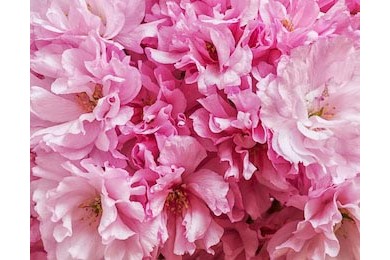  Красивые розовые цветы сакуры крупным планом