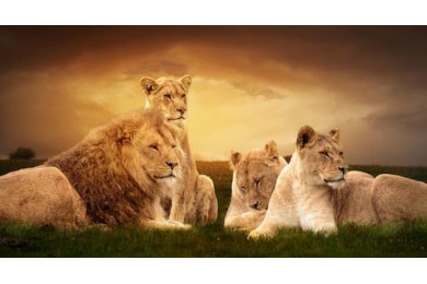 Африканских львы, отдыхающих на закате в траве