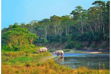 Дикий пейзаж с носорогами переходящими реку
