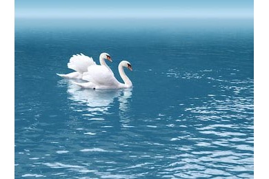 Два белых лебедя плавают по чистой синей воде