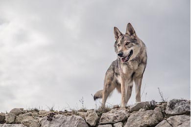 Волк, стоящий на камнях с облачным фоном