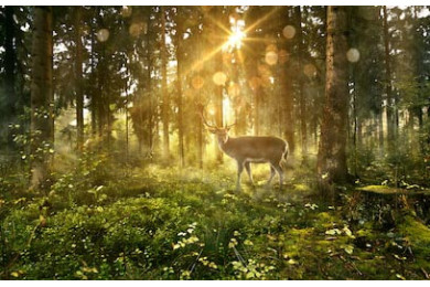 Солнце светит в сказочный лес с оленем Солнце светит в сказочный лес с оленем
