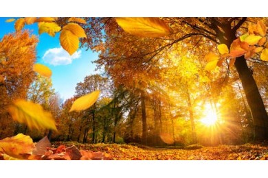 Золотая осенняя сцена в парке, с падающими листьями
