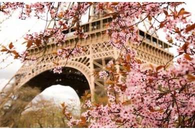 Весна в Париже. Цветущая вишня и Эйфелева башня