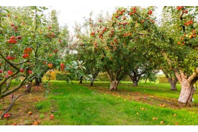 Яблоки на деревьях в саду в осенний сезон