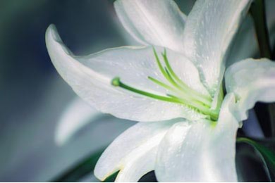 Макро фотография белой лилии