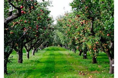 Осенняя яблоневая роща в  Англии
