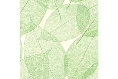Зеленые тонкие просвечивающиеся листья на белом фоне