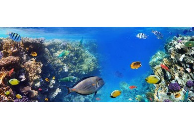 Красочный коралловый риф с рыбами Красного моря