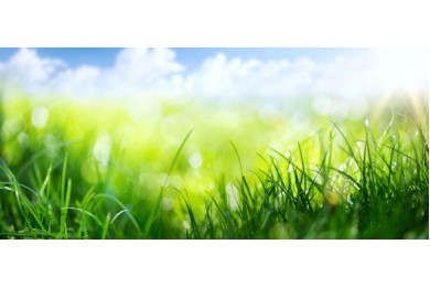 Молоденькая зеленая трава крупным планом 