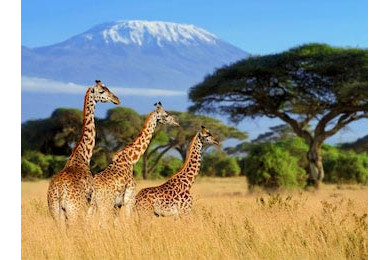 Жирафы на фоне горы Килиманджаро в нацпарке Кении Жирафы на фоне горы Килиманджаро в нацпарке Кении