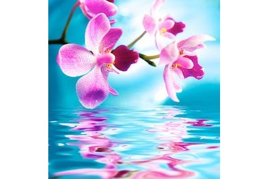 Красивые цветы орхидеи отражаются в воде