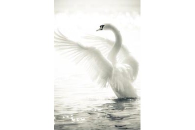 Изящный лебедь на озере в черно-белом
