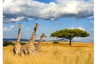 Жирафы в Национальном парке Кении