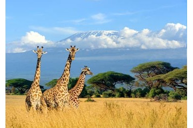 Жирафы гуляющие на фоне горы Килиманджаро