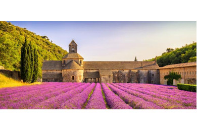 Цветущие ряды лаванды на фоне замка