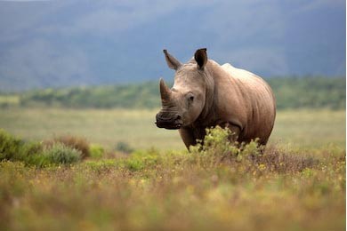 Белый носорог гуляет на открытом поле в Южной Африке