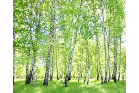 Березовый лес в солнечный летний день