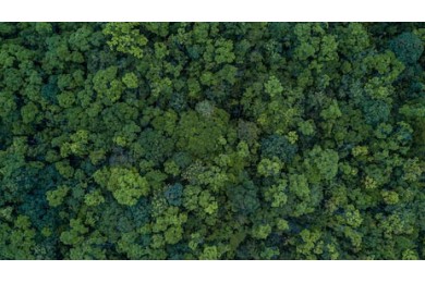Вид с воздуха на пушистый зеленый лес