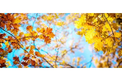 Желтые осенние дубовые листья на фоне голубого неба
