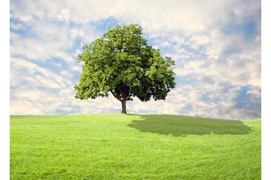 Зеленый луг и одинокий дуб на фоне голубого неба