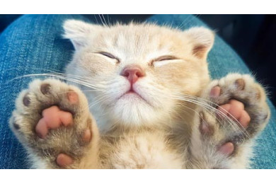Спящий кот на руках с лапками 