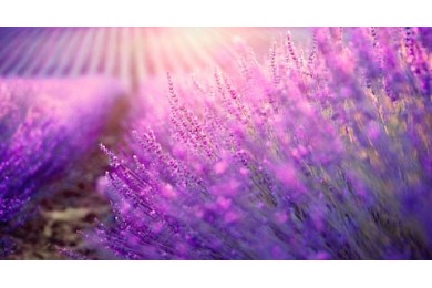 Цветущие фиолетовые ароматные цветы лаванды