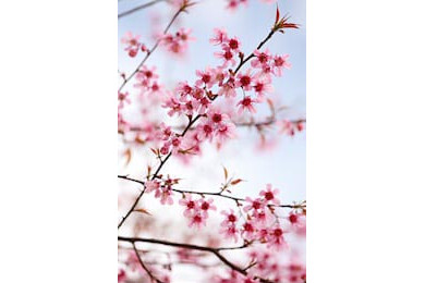 Молодые веточки с цветами сакуры на фоне неба Молодые веточки с цветами сакуры на фоне неба