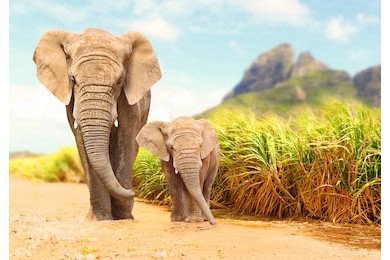 Африканские слоны ходят у дороги в заповеднике