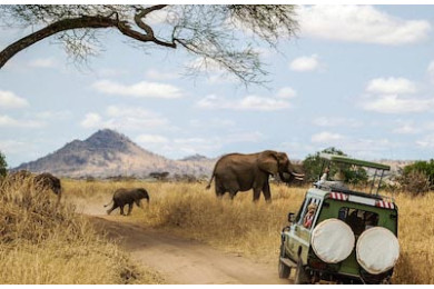 Экскурсия в сафари парке на джипе Экскурсия в сафари парке на джипе