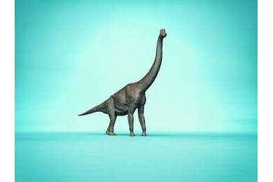  Элегантный бранхиозавр на простом синем фоне