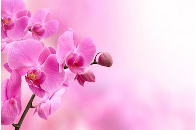 Красивый розовый цветок орхидеи на веточке
