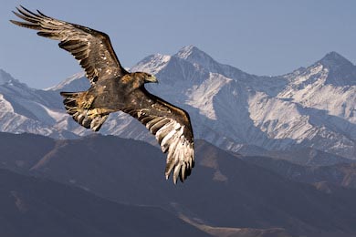 Беркут летящий над горами Тянь-Шаня возле Бишкека