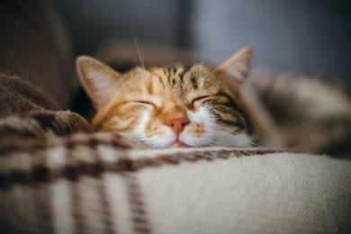 Усатая кошка мило спящая на пледе Усатая кошка мило спящая на пледе