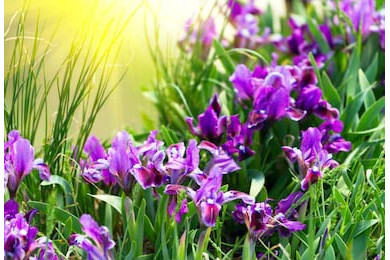 Фиолетовый ирис залитый утренним солнечным светом