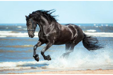 Черный фризский конь бежит галопом на побережье Черный фризский конь бежит галопом на побережье