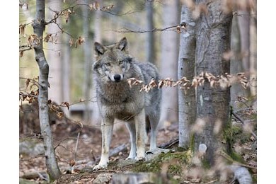 Злой серый волк в пустом осеннем лесу