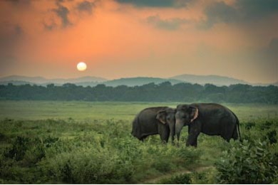 Два шри-ланкийских слона играют в поле