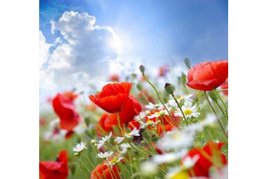 Маковый цветок и ромашка на фоне облачного неба Маковый цветок и ромашка на фоне облачного неба